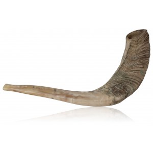 Large Natural Ram Horn Shofar (25 cm - 30 cm / 10