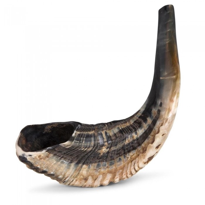 Average Sized Natural Ram's Horn Shofar (14"-16")