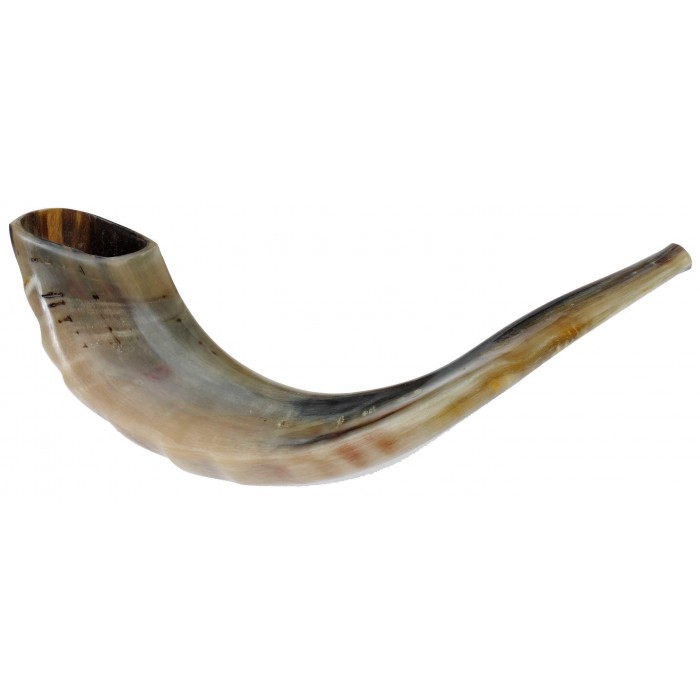 Ram Horn Polished Shofar in Brown by Barsheshet – Ribak (10"-12")