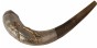 Ram Horn Shofar with Silver Plate and Star of David