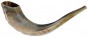 Ram Horn Polished Shofar in Brown by Barsheshet – Ribak (10"-12")